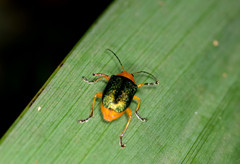 Metaxyonycha chloroptera