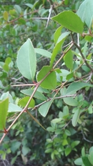 Xylosma tweediana