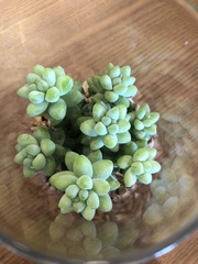 Sedum burrito