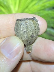 Eucalyptus planchoniana