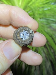 Eucalyptus planchoniana