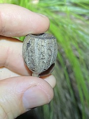 Eucalyptus planchoniana