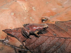Chiasmocleis avilapiresae