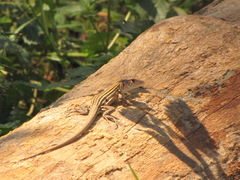 Cnemidophorus cryptus