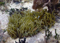 Amphiprion tricinctus