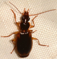Cymindis limbata