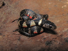 Erythrolamprus taeniogaster