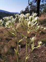 Psacalium platylepis