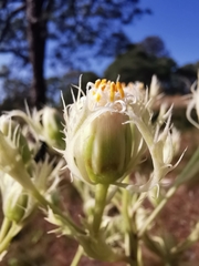 Psacalium platylepis