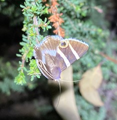Grammodes ocellata