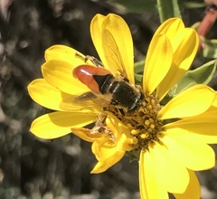 Polydontomyia curvipes