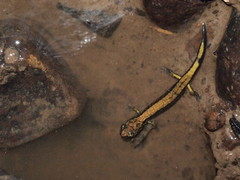 Plethodon dunni