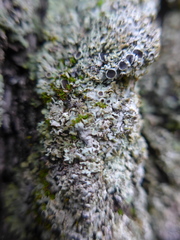 Physconia americana