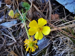Ranunculus peruvianus