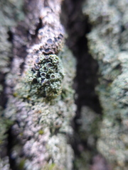 Physconia americana