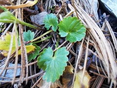 Ranunculus peruvianus