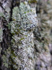 Physconia americana