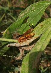 Polistes apachus texanus