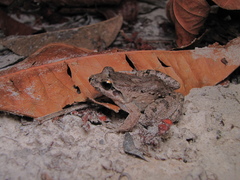 Leptodactylus petersii