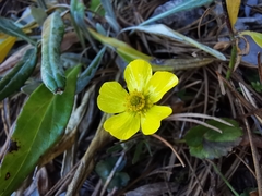 Ranunculus peruvianus