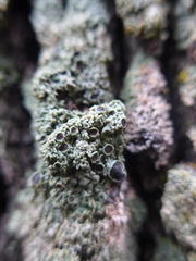Physconia americana