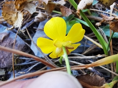 Ranunculus peruvianus