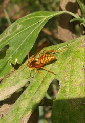 Polistes apachus texanus