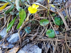 Ranunculus peruvianus
