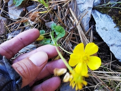 Ranunculus peruvianus