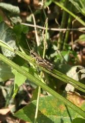 Melanoplus glaucipes