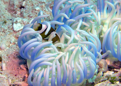 Amphiprion tricinctus