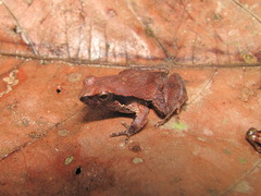 Physalaemus ephippifer