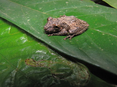 Scinax nebulosus