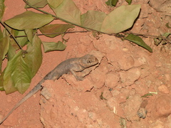 Tropidurus oreadicus