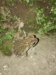 Duttaphrynus melanostictus