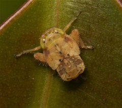 Tartessini
