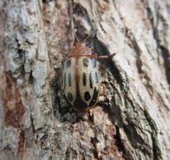 Chrysomela texana