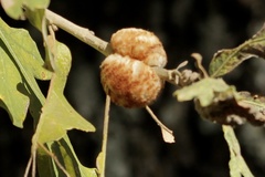 Striatoandricus aciculatus