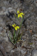 Goodenia macbarronii