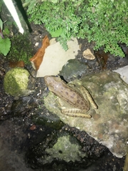 Chalcorana chalconota