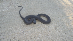 Thamnophis validus celaeno