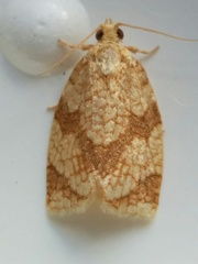 Adoxophyes negundana