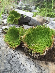 Selaginella pilifera