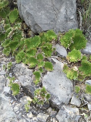 Selaginella pilifera