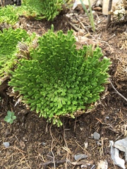 Selaginella pilifera