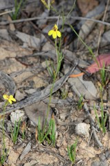 Goodenia macbarronii