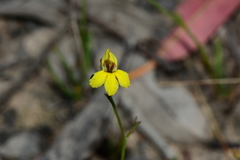 Goodenia macbarronii