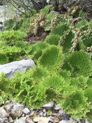 Selaginella pilifera
