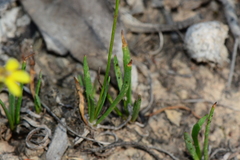 Goodenia macbarronii