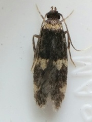 Oegoconia deauratella